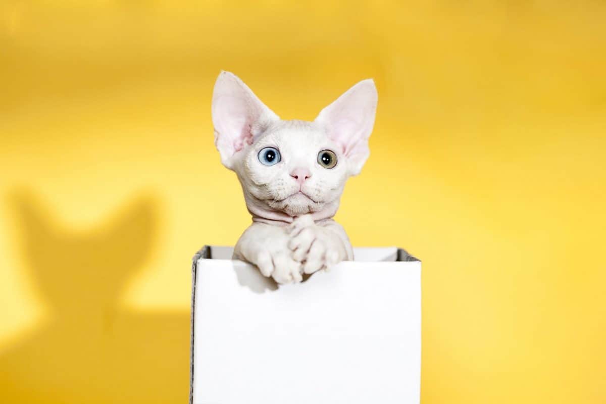 Sfinx kitten in white box